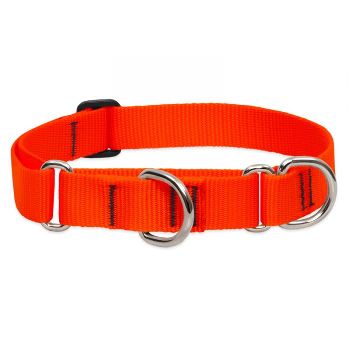  LupinePet Basics 1 Blaze Orange 15-22 Martingale Collar for  Medium and Larger Dogs : Pet Collars : Pet Supplies
